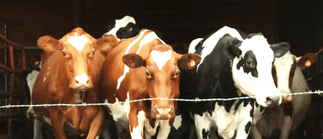 Maine Takes Proactive Steps in Safeguarding Milk Supply Against Avian Influenza Threat